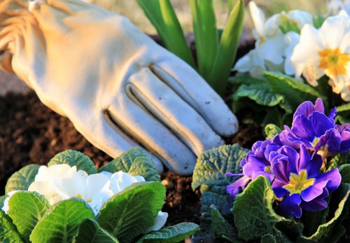 Healthy lawn care in Hainault with neat green grass