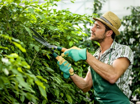 Professional arborist assessing a tree in Hainault