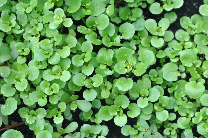 Garden hedges