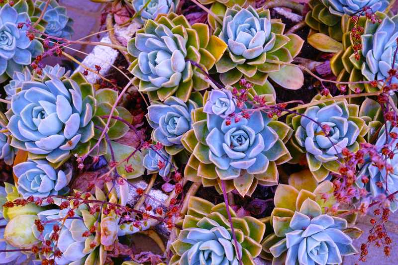 Garden Yard